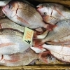 「魚魚市場鮮魚コーナーおすすめは「さより・ヤリイカ」です♪」