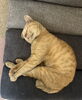 「【新居浜市中須賀町】迷い猫を探しています（不明になった日：2025年12月19日）」