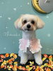 「お友達♡ Dog salon mofu mofu 余市町」