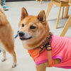 うめちゃん「今日のお友達」