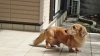 生まれて14年の小型犬を人間の年齢に換算すると 何歳 気になること調べてみた まいぷれ 高松市