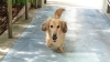 生まれて14年の小型犬を人間の年齢に換算すると 何歳 気になること調べてみた まいぷれ 高松市