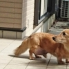 生まれて14年の小型犬を人間の年齢に換算すると・・・何歳？