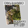 和歌山市楠見中草むしり作業前写真便利屋助さん「和歌山市楠見中で庭の草むしり！花壇周りがスッキリしました🌿✨」