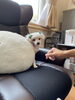 管理者谷口とじゃれ合うボーちゃん☺️「ふらっとの癒し犬✨ボーちゃん✨トリミングへ」