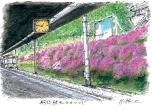 5.駒込駅ホームのつつじ
駅構内の土手に咲くつつじは
約100年の歴史がある。