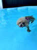 「ましゅまろプールDAY🏊‍♀️」