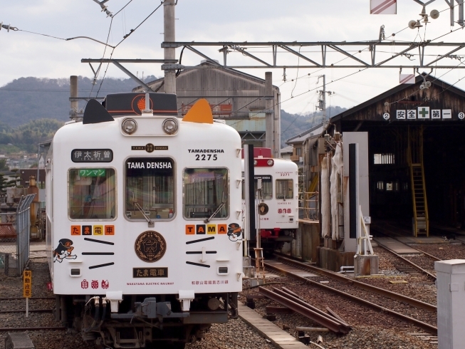 猫をモチーフにしたたま電車「和歌山だけの可愛いローカル線♪「たま電車」」