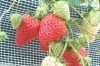狩り 岐阜 いちご