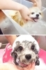 9月open 愛犬ケアならトリミングサロンちゃっぴーにお任せ 姫路網干 姫路の新店オープン紹介 まいぷれ 姫路