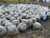 集めたゴミは、ほとんどが流木です。「海岸清掃と地曳き網/しずおかの海体験教室/清掃活動」