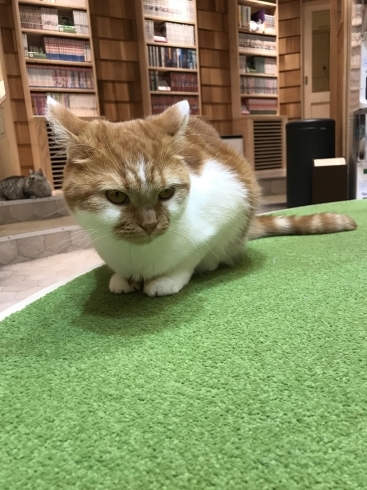 文化の日ですね!【宮崎ナナイロ(メガドンキ)にある猫カフェ・漫画・ドリンクバー・ワークプレイス】