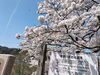 「木次桜まつり🌸体験してくださってありがとうございました😊」
