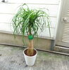 ポニーテール「観葉植物が入荷しています」