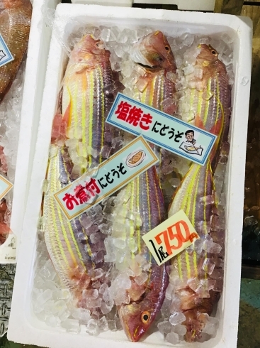 魚魚市場鮮魚コーナーおすすめは イサキの甘塩の開き です 魚魚の宿のニュース まいぷれ 佐世保 魚魚市場鮮魚コーナーおすすめは イサキの甘塩の開き です 魚魚の宿のニュース まいぷれ 佐世保