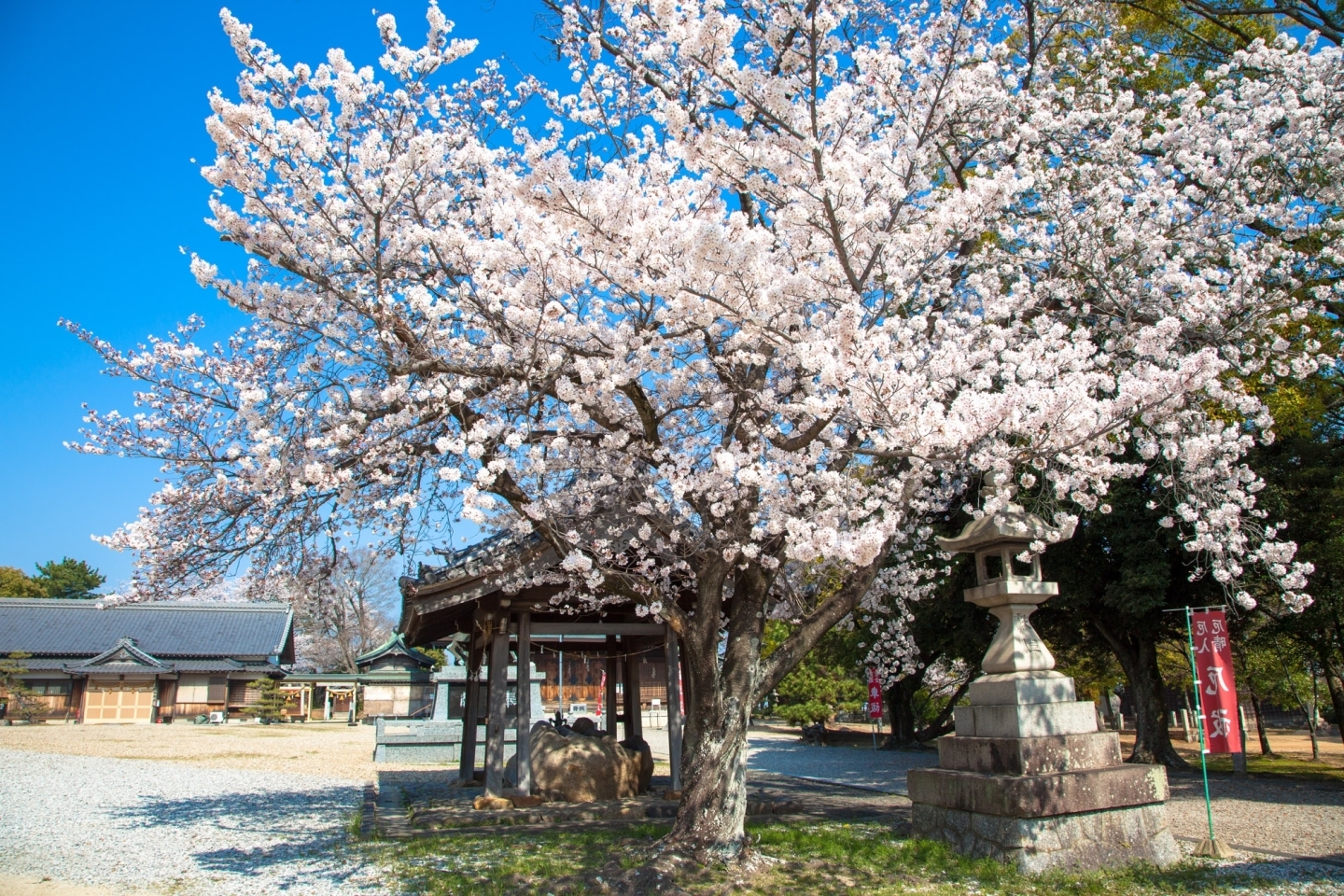 吉浜神明社の桜