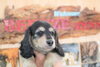 「ミニチュアダックス子犬情報」