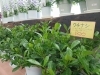 「季節の花で、生活に彩りを。」