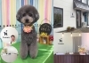 豊田市 新店舗 dog salon poware ドッグ サロン ポワレ 豊田市の新店舗情報 まいぷれ 豊田 みよし 豊田市 新店舗 dog salon poware ドッグ サロン ポワレ 豊田市の新店舗情報 まいぷれ 豊田 みよし