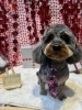 ダップー　カット「🐶トイプードル、ミックス、フレブルのトリミングのお友達❤️」