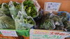 ロメインレタス　きゅうり！「夏野菜！入荷してま～す！【福島市/道の駅つちゆ/土湯温泉】」