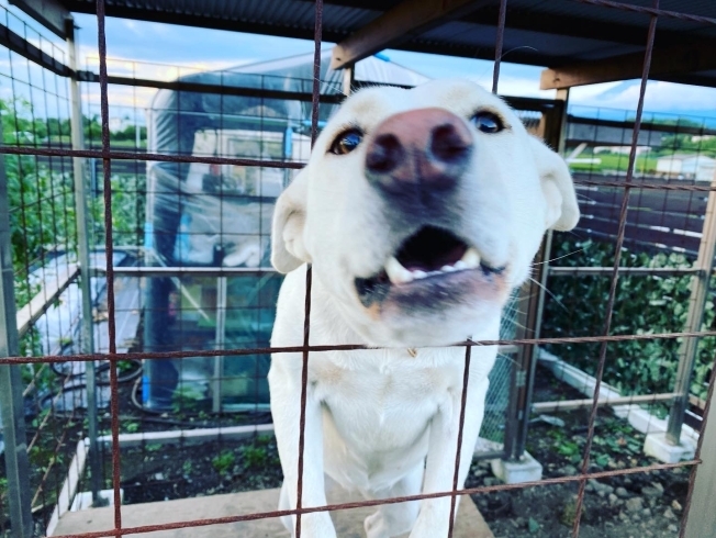 「近況報告【静岡県で青空飼育の養鶏場と言えば悠々ファームへ】」