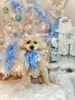 タロウくん「2025 Merry Xmas🎄」