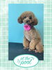 「Dog salon mofu mofu　余市町」