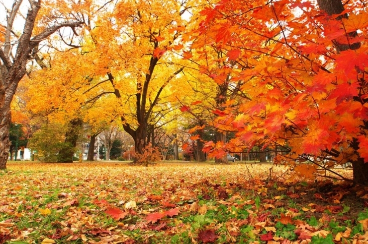 彩りの秋を探しに出かけよう 香川のおすすめ紅葉スポット17 秋を体験しよう まいぷれ 高松市