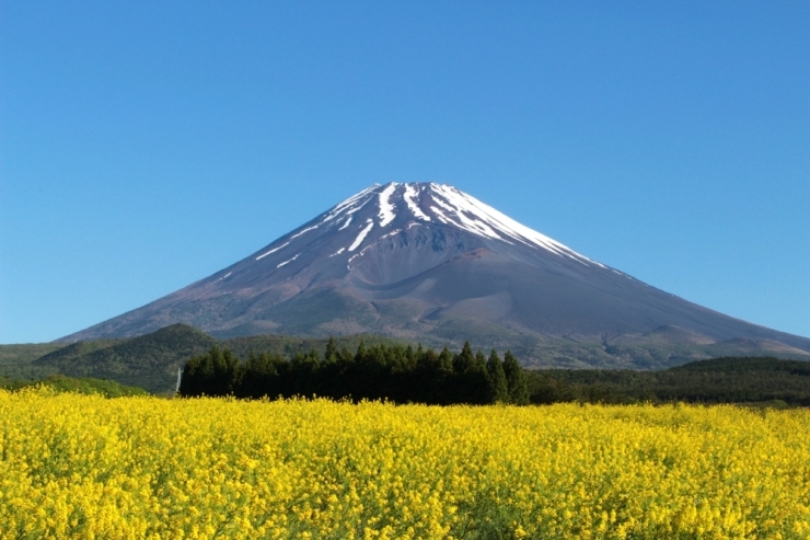 高原に咲く菜の花とバックに富士山<br>【ｉモード さんからの投稿】