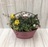 寄せ植え「春の寄せ植え　寄せカゴ」