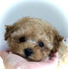 「babyちゃん　ʕ•ᴥ•ʔ」