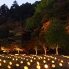 金剛院竹灯り