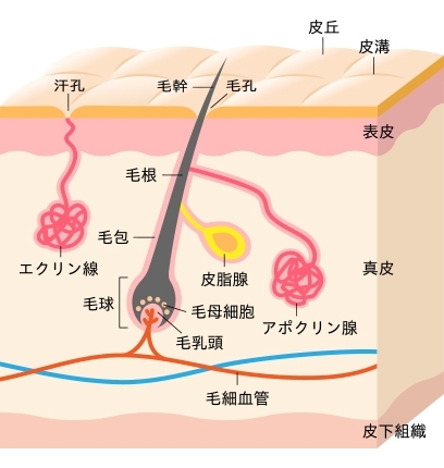 「那須塩原のメンズヘアサロン！お肌の秘密について」