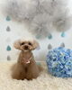 きなこちゃん「わんこと梅雨☔️」