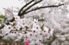 桜スポット特集 佐世保市 佐々町 波佐見町 川棚町の花見スポット まいぷれ 佐世保