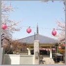染井の植木屋たちの菩提寺だった駒込の「西福寺」。