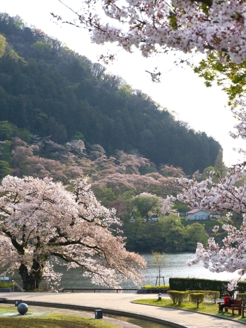 津久井湖と桜