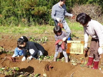 おっきなサツマイモにビックリの参加者さんたち！　サツマイモの品種は「紅はるか」です。