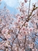 「新年度スタート応援！1ヶ月無料キャンペーン実施中です🌸」
