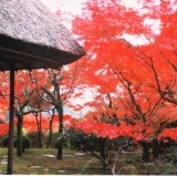 見逃すな！鮮やかな紅葉と日本庭園に心を奪われる名勝「九年庵」9日間限定公開。