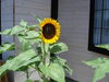 「花壇のひまわりが・・・☆」