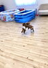 くうくんとモコちゃん　じゃれっこ中〜「ましゅまろ幼稚園　(^-^)」