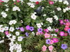 お花「暑さに負けずにお花も綺麗に咲いています！！　【横須賀にある　喫茶店　食事と喫茶 馬やど】」