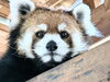 長野県 茶臼山動物園のレッサーパンダ アンコちゃん「動物園への支援活動」