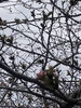 もうすぐです💕「桜🌸桜🌸桜🌸」