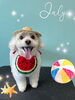 「お友達♡ Dog salon mofu mofu 余市町」