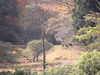 熊⁉︎……と思ったら鹿でした「本日(11/14)の仕事現場」
