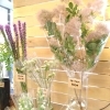 「【はなやホック皆生店】スモークツリー入荷しました」