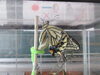 羽が開いて嬉しいね✨😊「生き物大好き💖ばら組の飼育～アゲハチョウの羽化～🦋」